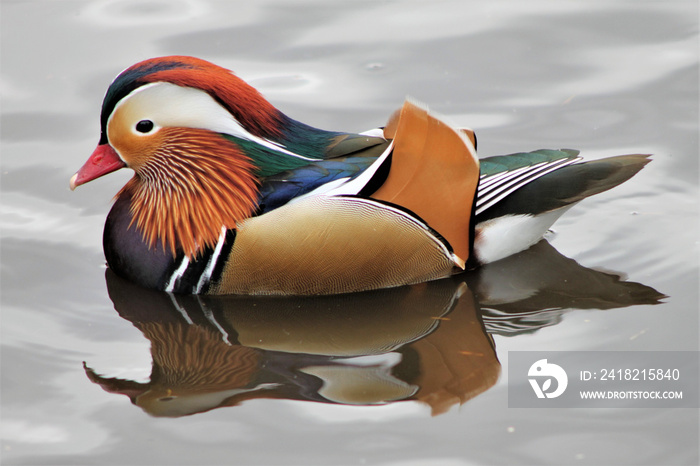 A view of a Mandarin Duck