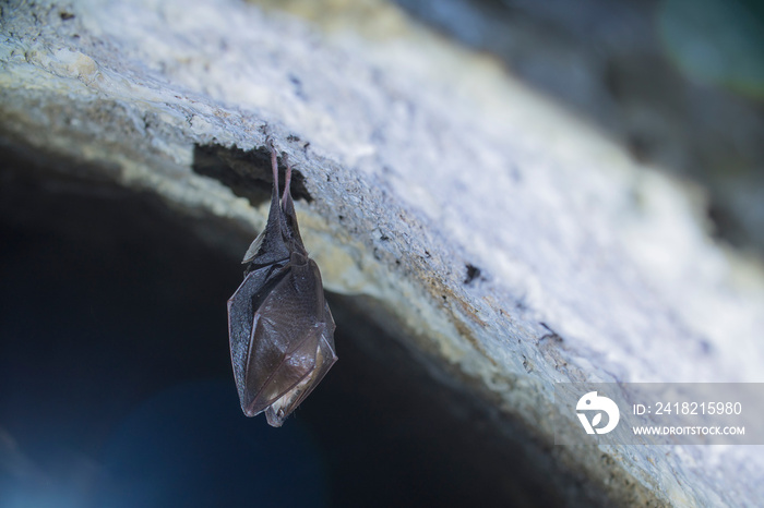 Close up small sleeping lesser horseshoe bat covered by wings, hanging upside down on top of cold ar