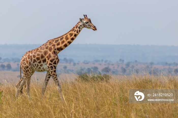 罗斯柴尔德长颈鹿（Giraffa camelopardalis rothschildi），乌干达默奇森瀑布国家公园。