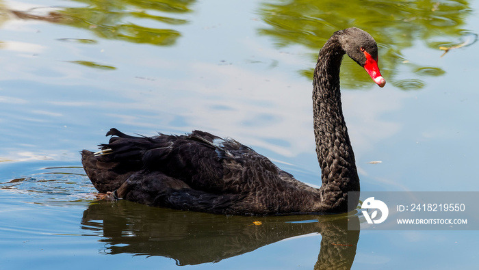 Cygnus atratus ou cygne noir nageant avec graciosité le long dun plan deau