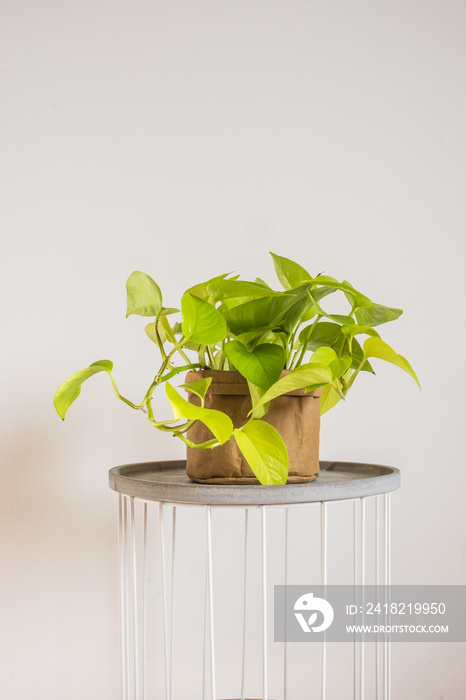 Beautiful lush Neon Pothos Epiprenum in a craft paper decorative pot. Trending lime-coloured tropica