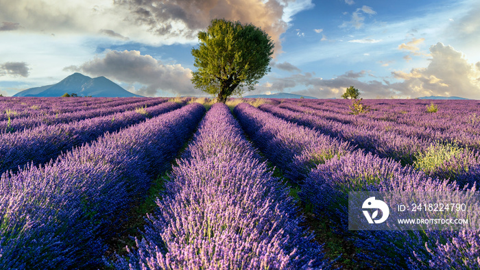 Morgenstimmung über Lavendel in voller Blüte, Champ de Levante, Provence, Còte d´Azur, Frankreich