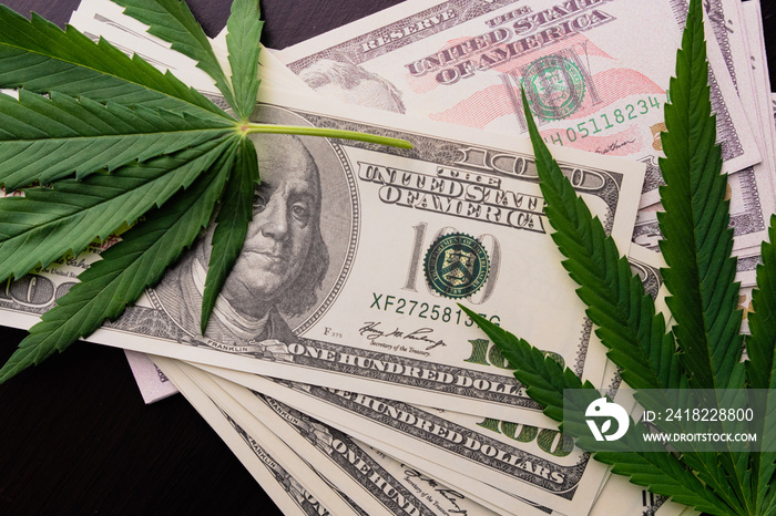 The cannabis plant on US dollars.  Money with marijuana leaves.