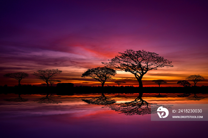 silhouette tree in africa with sunset.Tree silhouetted against a setting sun reflection on water.Typ