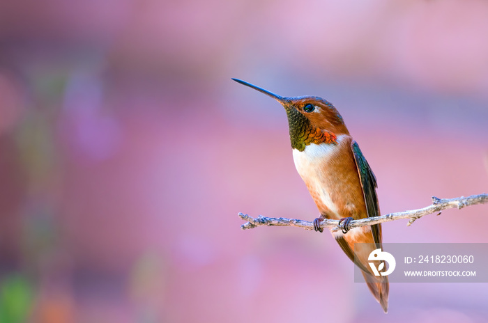 Rufous Hummingbird Selasphorus rufus negative space on branch