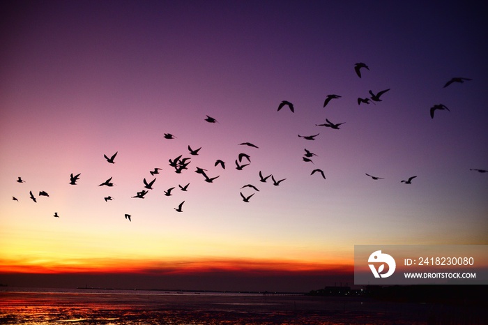 黄昏前，一群海鸥在海洋的彩色天空中飞翔