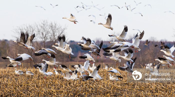 Flock of migrating snow geese heading north in spring in Canada