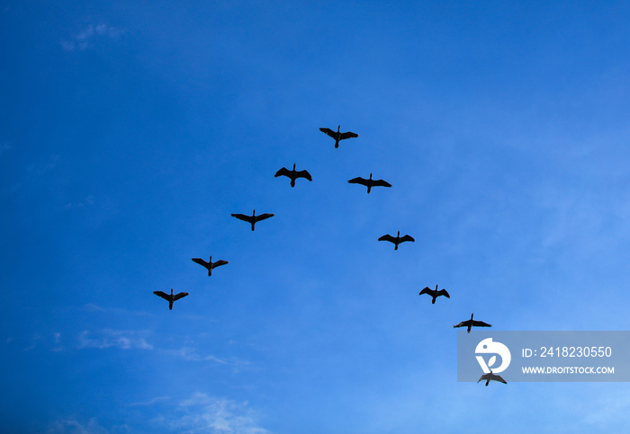 一群鸟在蓝天上呈V形飞行，一群鸟呈V形飞翔