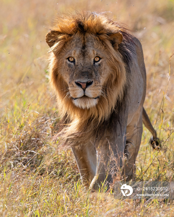 肯尼亚马赛马拉国家保护区行走的雄狮（Panthera leo）