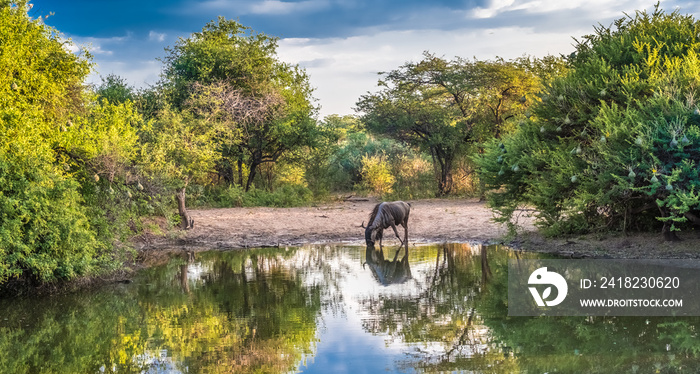 Khama Rhino Sanctuary, Serowe, Botswana