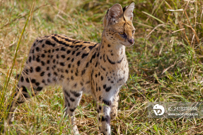 肯尼亚马赛马拉的Serval Cat狩猎