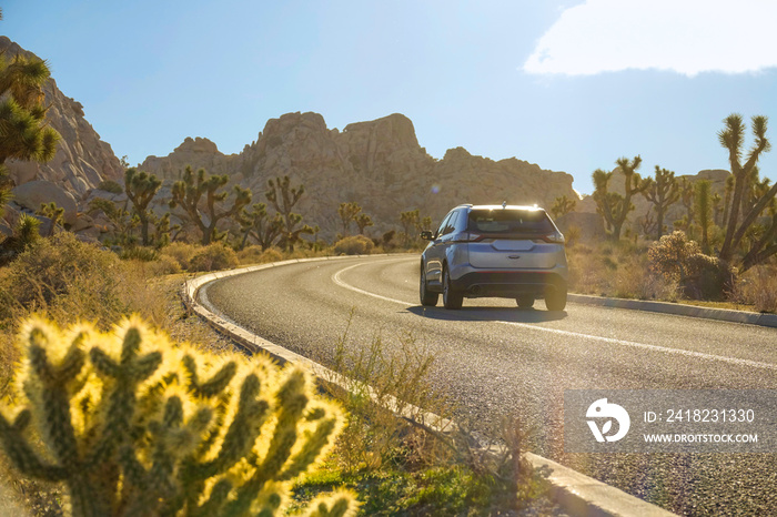 CLOSE UP: Cactus grows by side of road leading tourists through joshua tree park