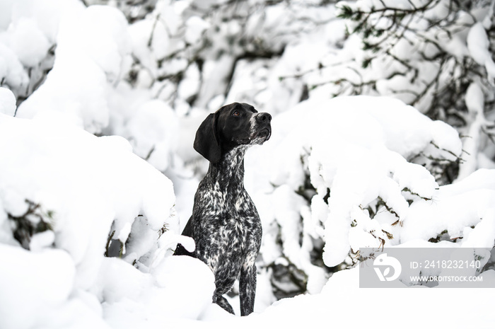 年轻的灰狗坐在户外雪地里