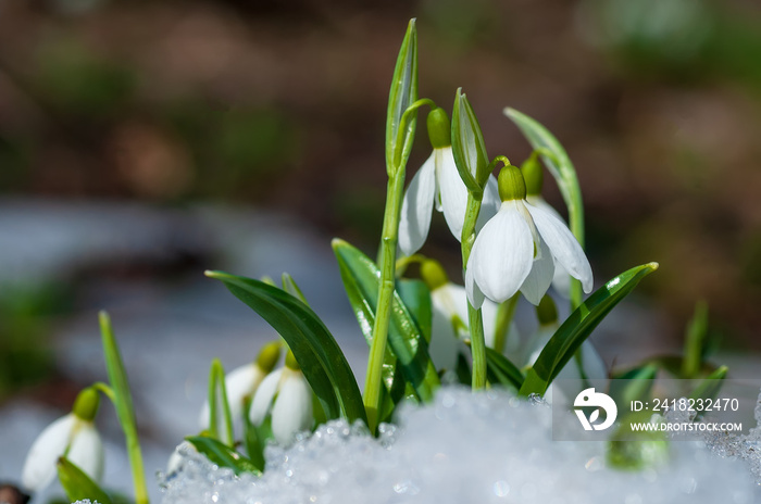 Beautifull snowdrop flower growing in snow in early spring forest