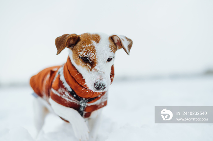 可爱有趣的狗品种杰克·拉塞尔在雪地里行走。冬天遛狗