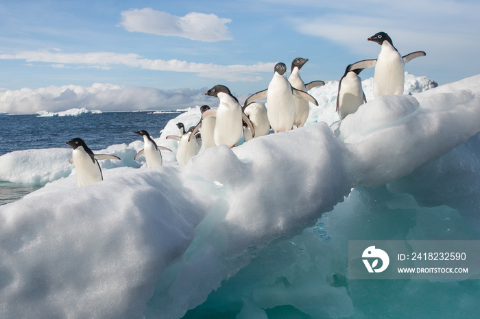 Adele Penguin on Ice in Antarctica