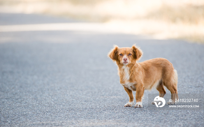 Cão abandonado