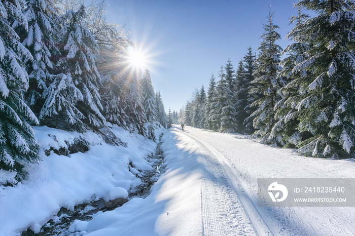 Road in mountains with groomed ski trail and stream beside at winter in sunny day. Trees covered wit