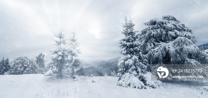 山上白霜和积雪覆盖的树木