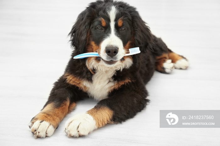 可爱有趣的狗，牙刷躺在家里的地板上。动物牙齿清洁的概念