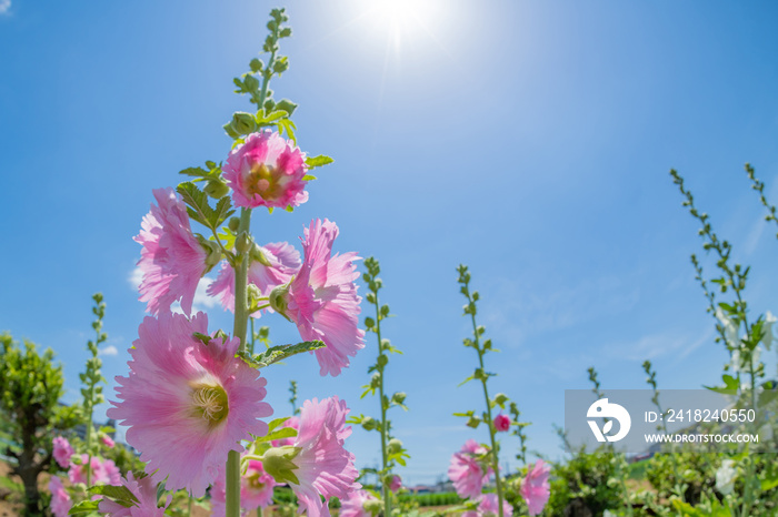 タチアオイの花と初夏の青空　魚眼レンズ　広角