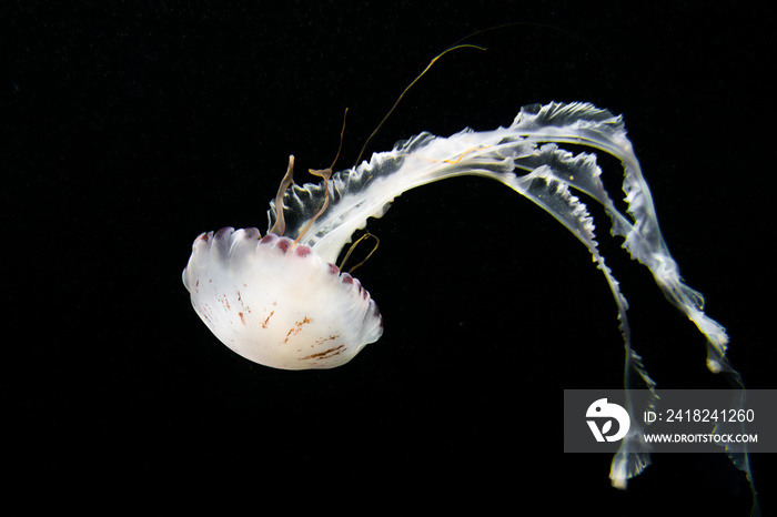 amakusa jellyfish, majestic ocean animal from Tenerife oceanarium