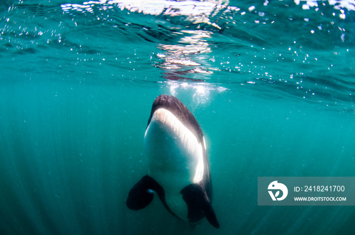 Orcas, Sea of Cortes. Mexico.