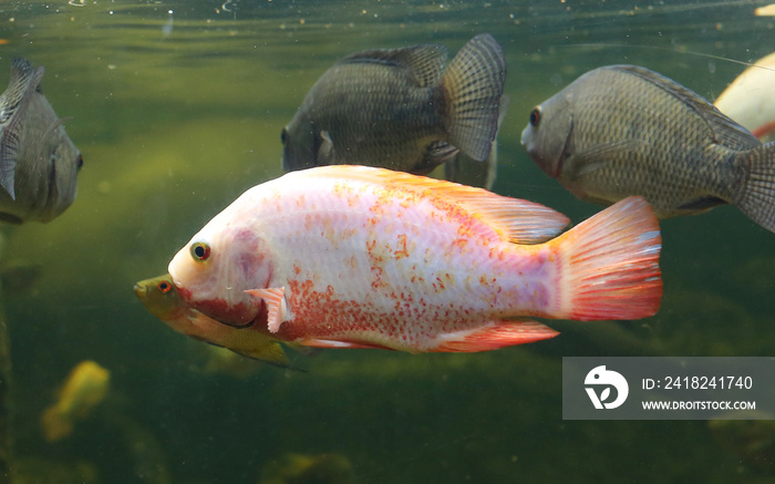 Red Tilapia fish swimming in a pond