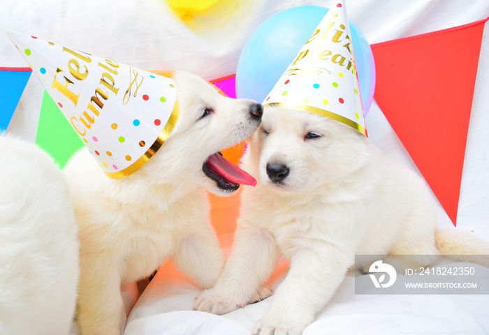 funny birthday cute dog puppies