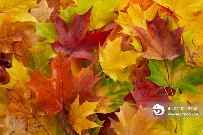 Colorful autumn leaves background. Fall leaves background