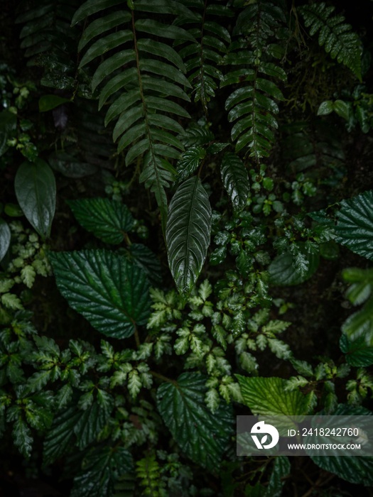 Min郁郁葱葱的绿色热带雨林植物近景花叶丛林云雾森林树叶