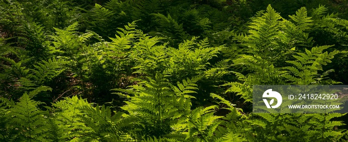 背光中的绿色蕨类植物叶子