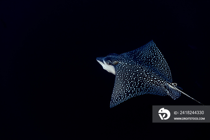 eagle ray manta while diving in Maldives