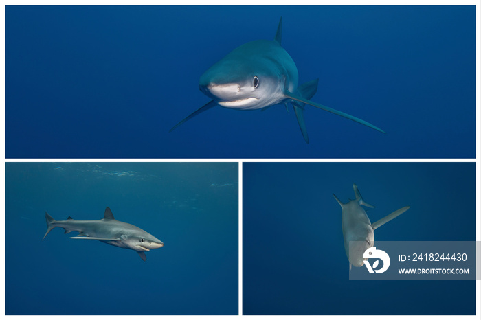 Blue shark-Requin bleu (prionace glauca)