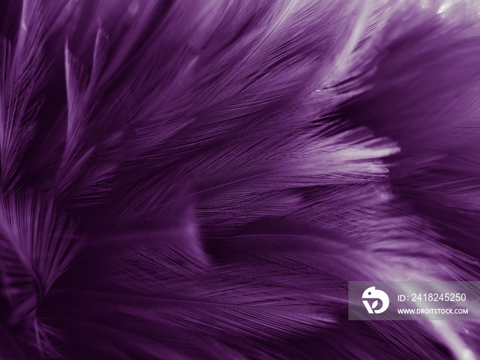 Beautiful abstract colorful gray and purple feathers on white background and soft white pink feather