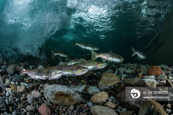 School of Karafuto Trout