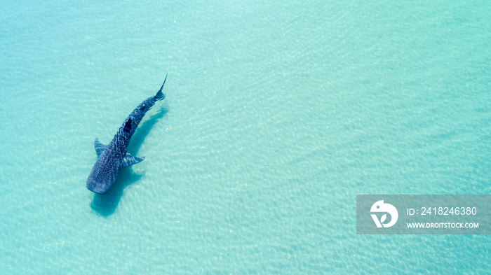 鲸鲨（rhincodon typus），海洋中最大的鱼类，一种巨大温和的浮游生物过滤巨人，