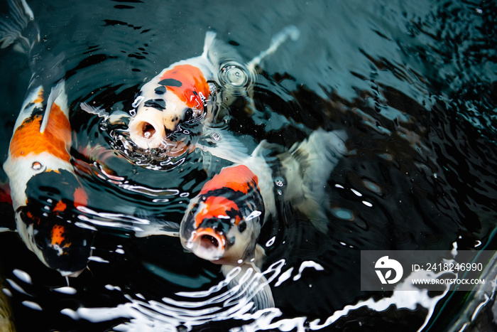 Close up koi carp fishes waiting for the food