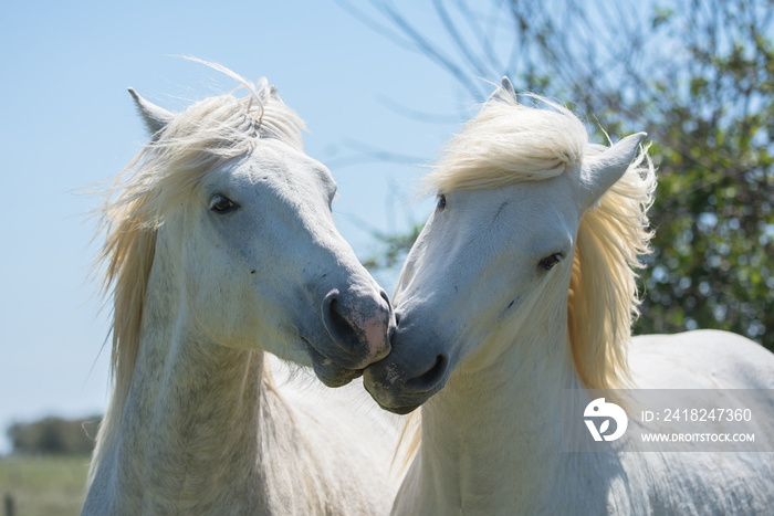 White camargue horse kissing, love