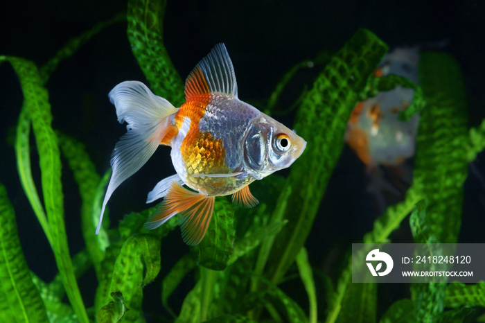 金鱼，水族馆，以水生植物为背景的鱼