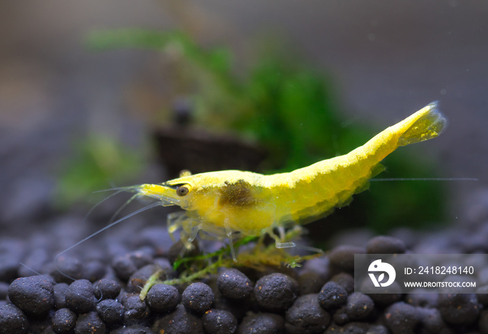 Citrine shrimp