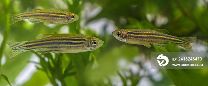 Danio rerio水族馆鱼类