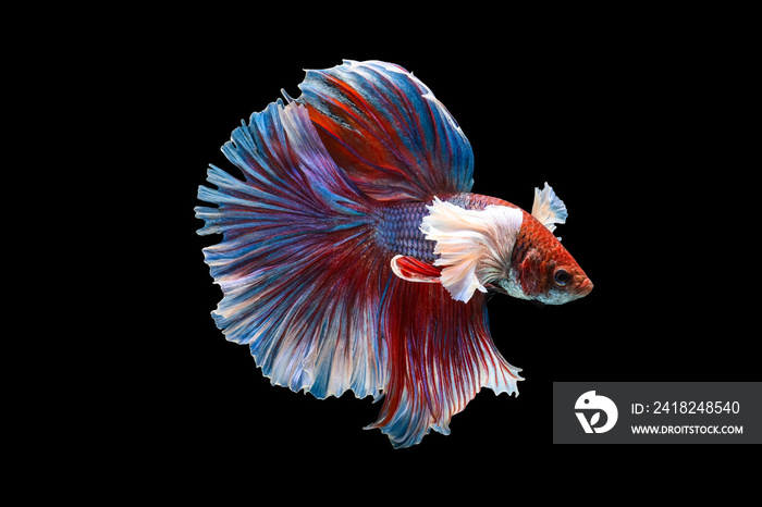 Rhythmic of Betta fish, siamese fighting fish betta splendens (Halfmoon red dragon betta ),isolated 