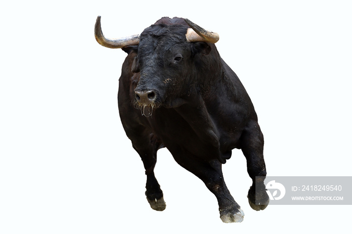 toro español en plaza de toros