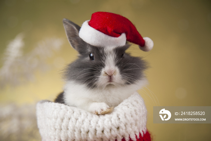 圣诞背景下的小圣诞兔子