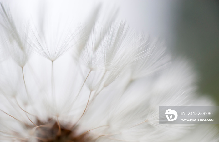 Wunderschönes Detail einer Pusteblume