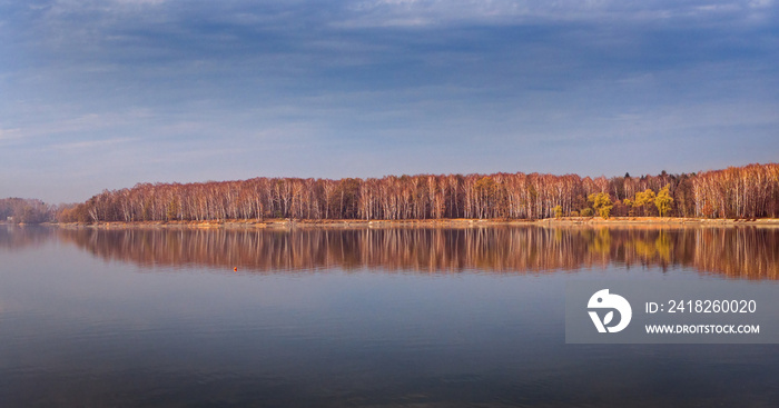 birches on the shore of Goczałkowicki Lake, Poland