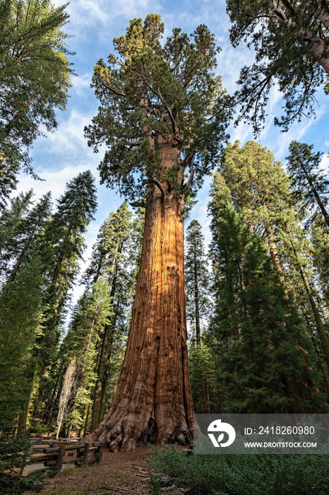 美国加利福尼亚州红杉国家公园的巨型红杉，名叫谢尔曼将军
