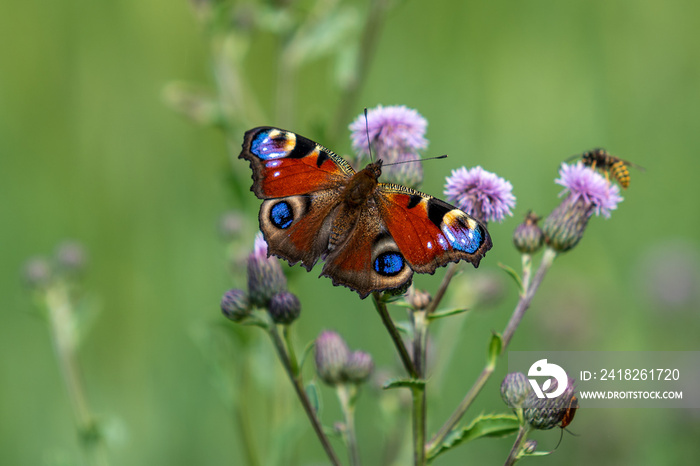 Close up of a peacock butterfly in summer sunlight