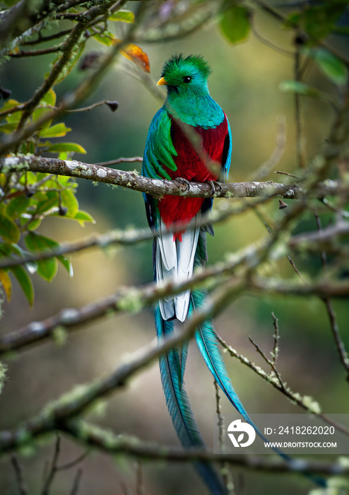 Quetzal - Pharomachrus mocinno male - bird in the trogon family. It is found from Chiapas, Mexico to